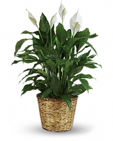 Spathiphyllum - Large (also known as Peace Lily)