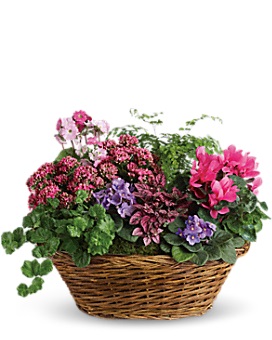 Mixed Plant Basket