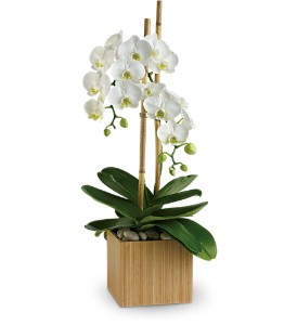 White Phalaenopsis Orchid